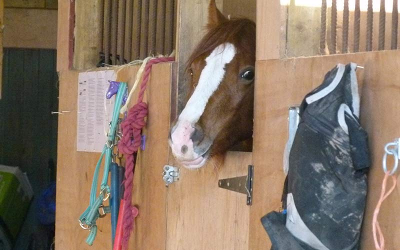 horse-on-the-farm