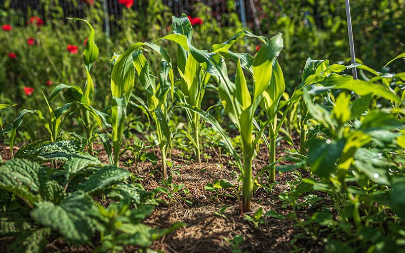 kitchen-garden-at-rides-house-farm