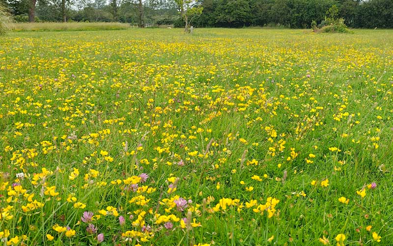 wildflowers--rides-house-farm